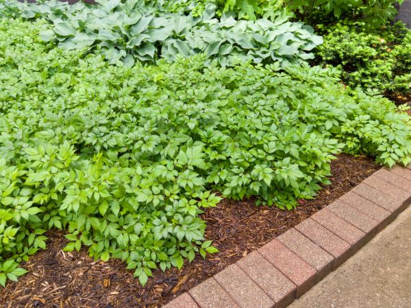 Brick Border Installation in Columbus